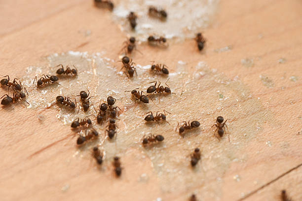 Best Pest Control Near Me in Jupiter, FL
